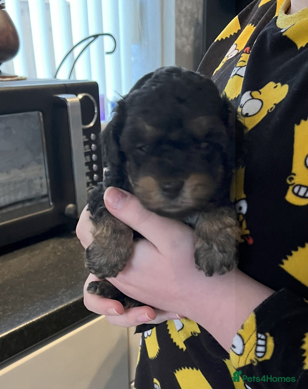 Toy Poodle dogs for sale: Gorgeous Toy Poodle Puppies - Advert 13