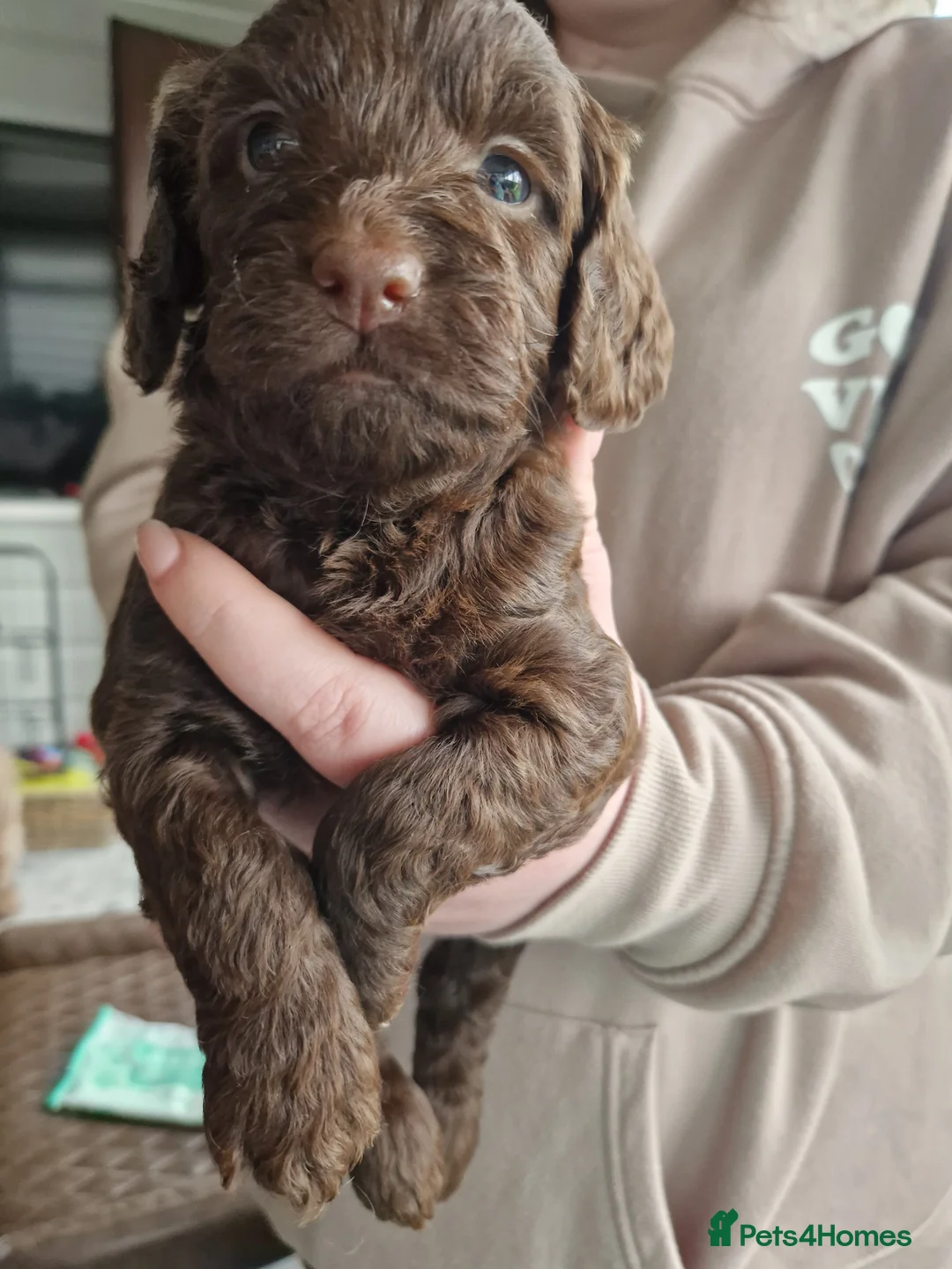 Cockapoo dogs for sale: Cockapoo X Toy Poodle - Advert 10