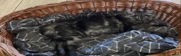 Mixed Breed cats for sale: Long haired ghost grey kittens  - Advert 8