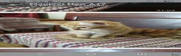 Mixed Breed cats for sale: Kittens for sale - Advert 5