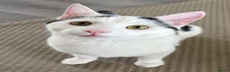 Domestic Shorthair cats for sale: 2 male cats for rehome  in Houghton le Spring - Advert 5