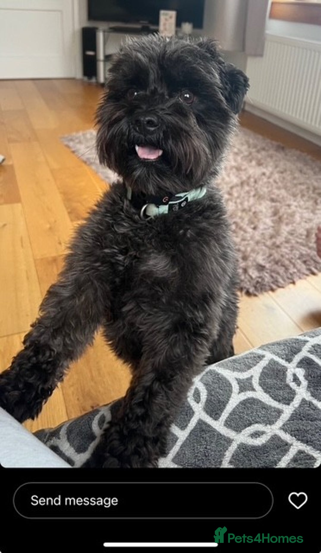 Miniature Schnauzer dogs for stud: Hamish - Looking to Stud - Advert 3