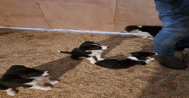 Border Collie dogs - Advert 5