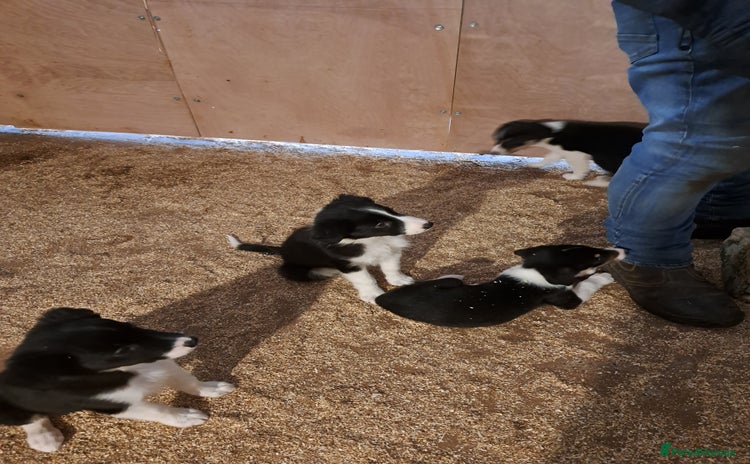 Border Collie dogs - Advert 2
