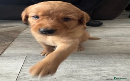 Goldador dogs for sale: Golderdor puppies  - Image 5