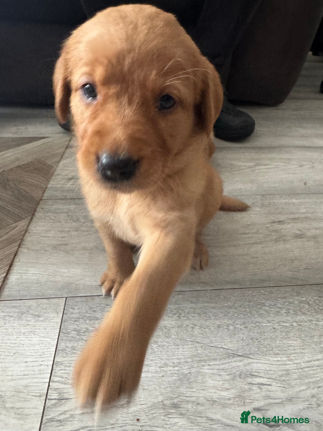 Goldador dogs for sale: Golderdor puppies  - Image 5