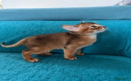 Abyssinian cats for sale: Last Pedigree abbysinian girl left! - Image 21