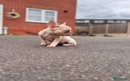 French Bulldog dogs for sale: ‼️ READY TO LEAVE NOW -3 French bulldog pups left! in Ripley - Image 18