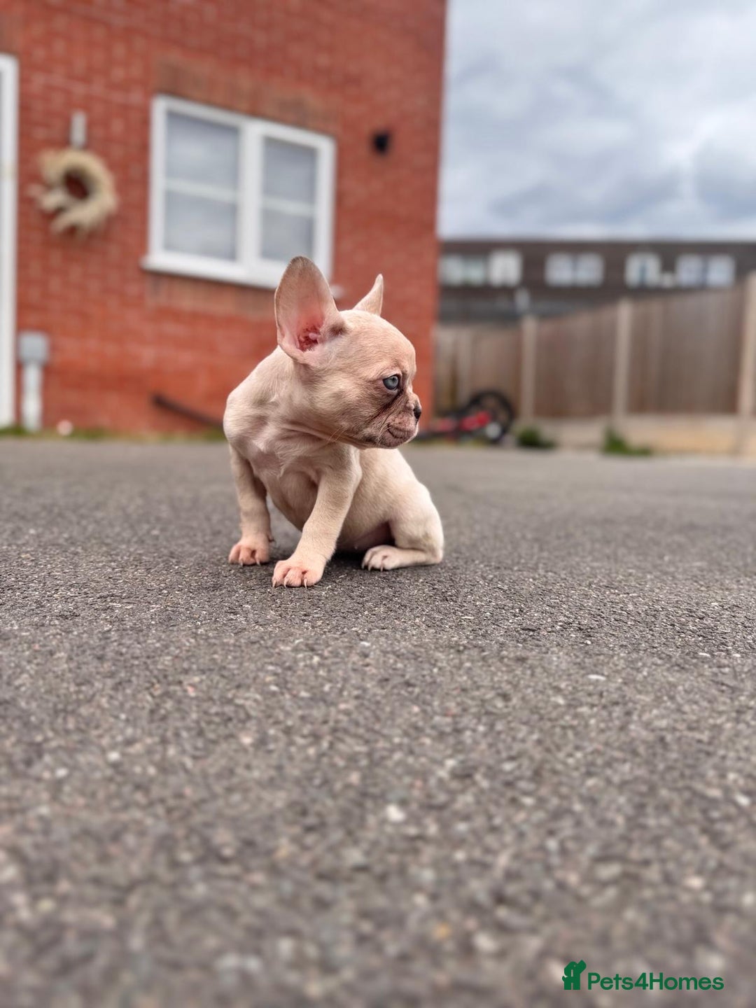 French Bulldog dogs for sale: ‼️ READY TO LEAVE NOW -3 French bulldog pups left! in Ripley - Image 18