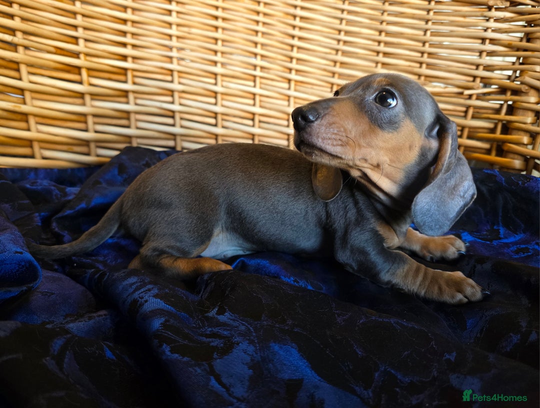 Miniature Dachshund dogs for sale: STUNNING KC pups. READY NOW. REDUCED  - Image 13