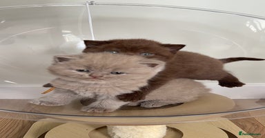 British Shorthair cats - Advert 8