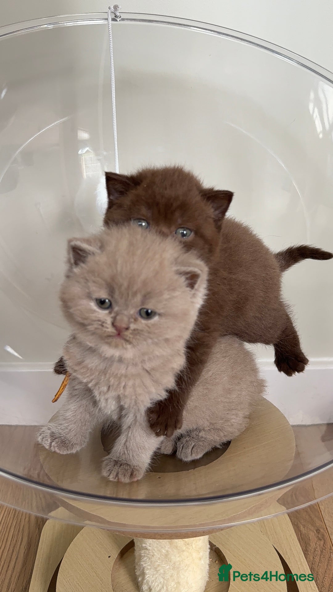 British Shorthair cats for sale: 7 British Shorthair Kittens TICA®️ – Import Lines - Advert 3