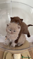 British Shorthair cats - Advert 8