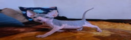 Mixed Breed cats for sale: Adorable Male Kitten – Sphynx x Devon Rex Cross - Advert 3