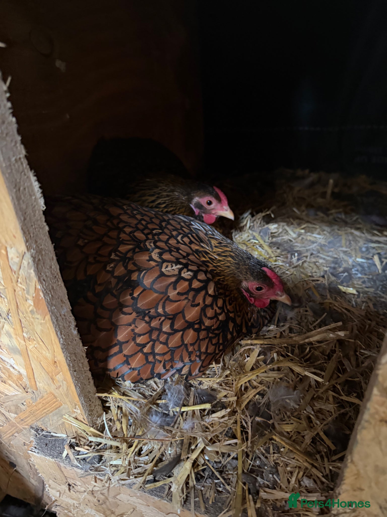 Mixed Breed birds Chicken  - Advert 1