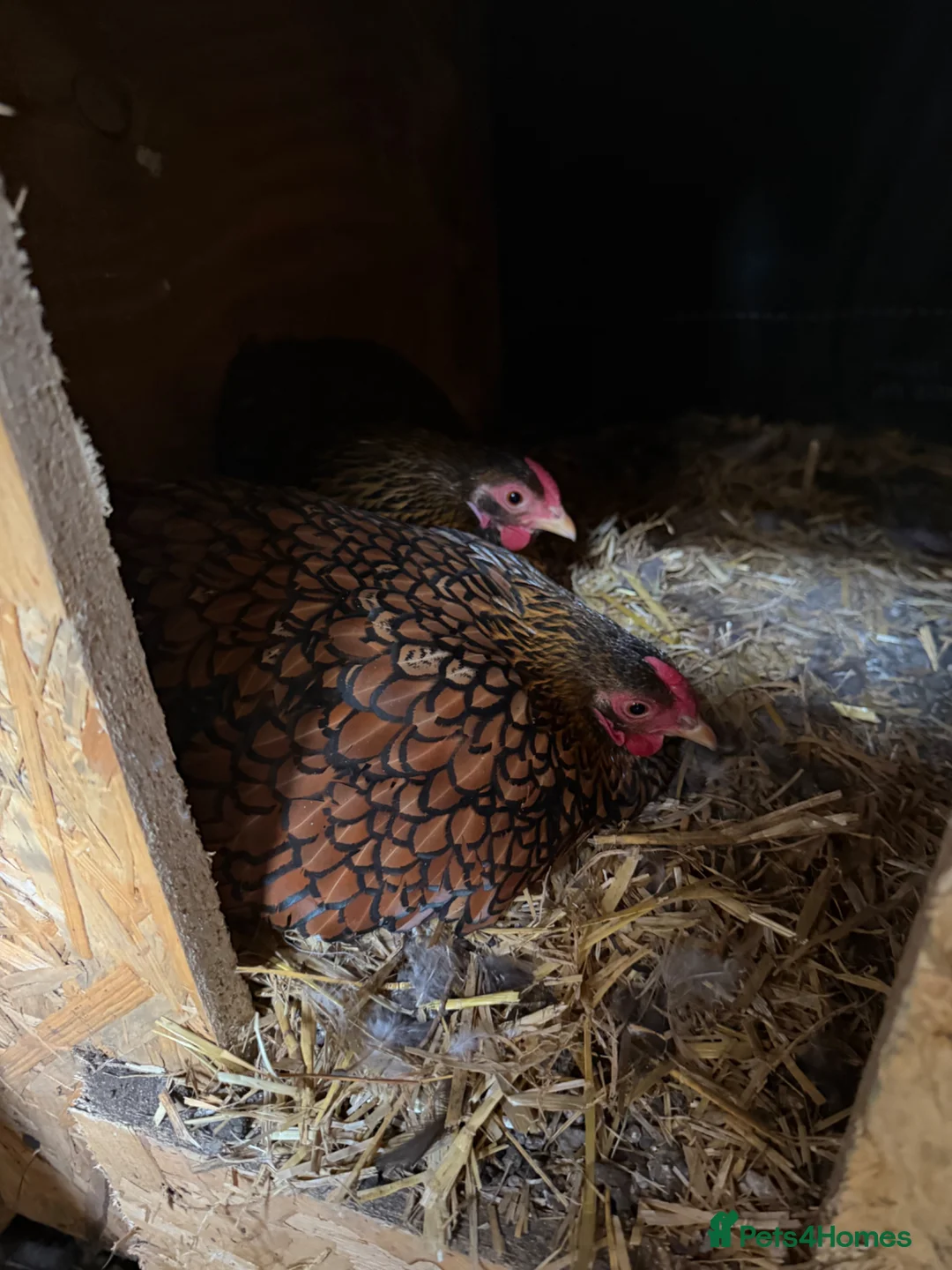 Mixed Breed birds for sale: Chicken  - Advert 1