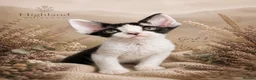Devon Rex cats for sale: Devon Rex Kittens GCCf Registered Champions - Advert 5