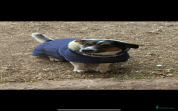 Jack Russell dogs for sale: Outstanding jack russels  - Image 17