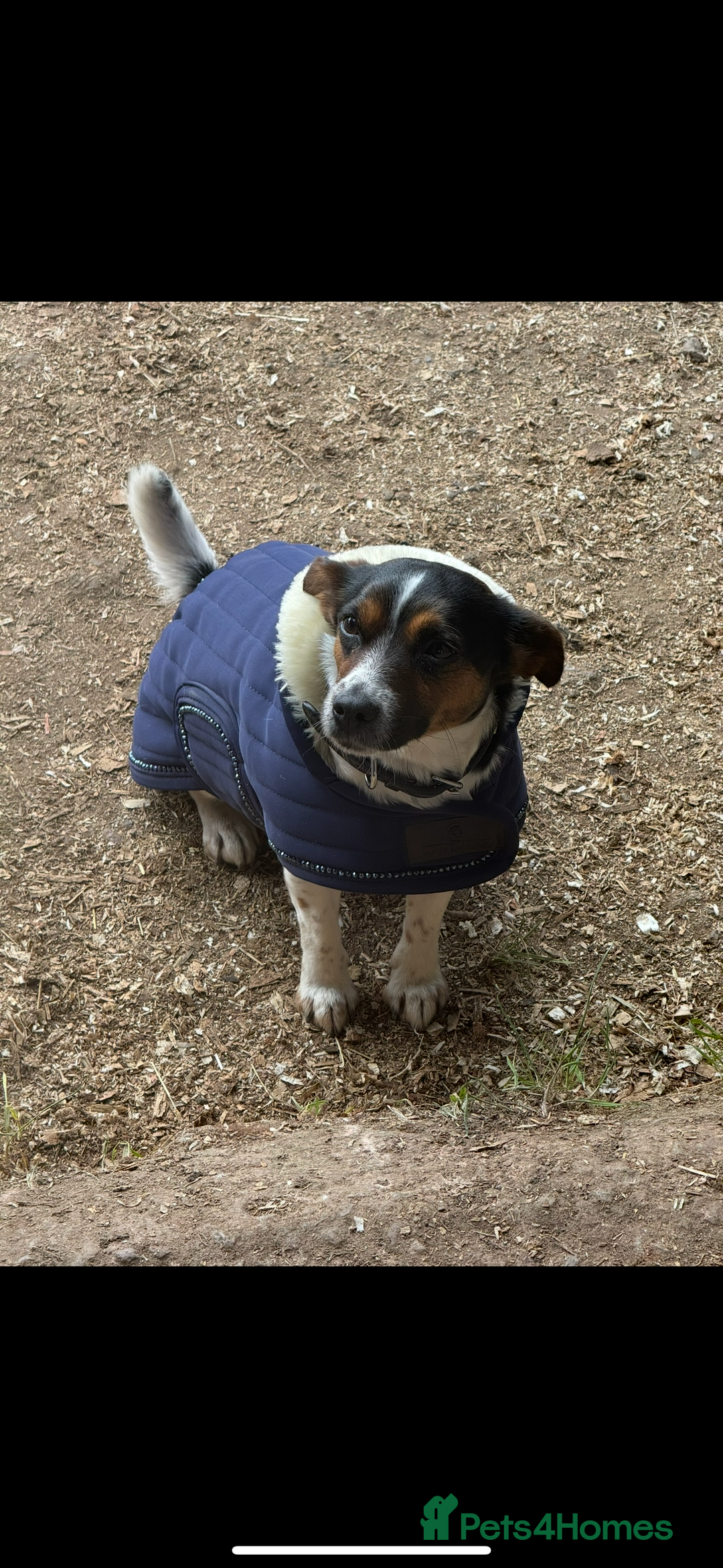 Jack Russell dogs for sale: Outstanding jack russels  - Image 17