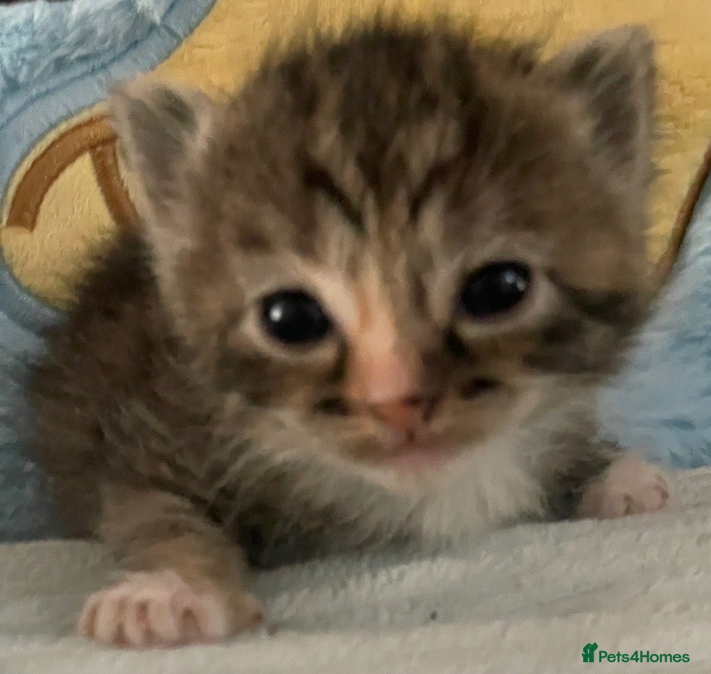 Mixed Breed cats Beautiful litter of kittens 💓  - Advert 4