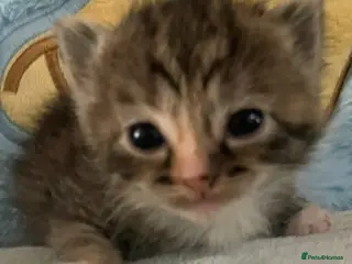 Mixed Breed cats Beautiful litter of kittens 💓 - Advert 4