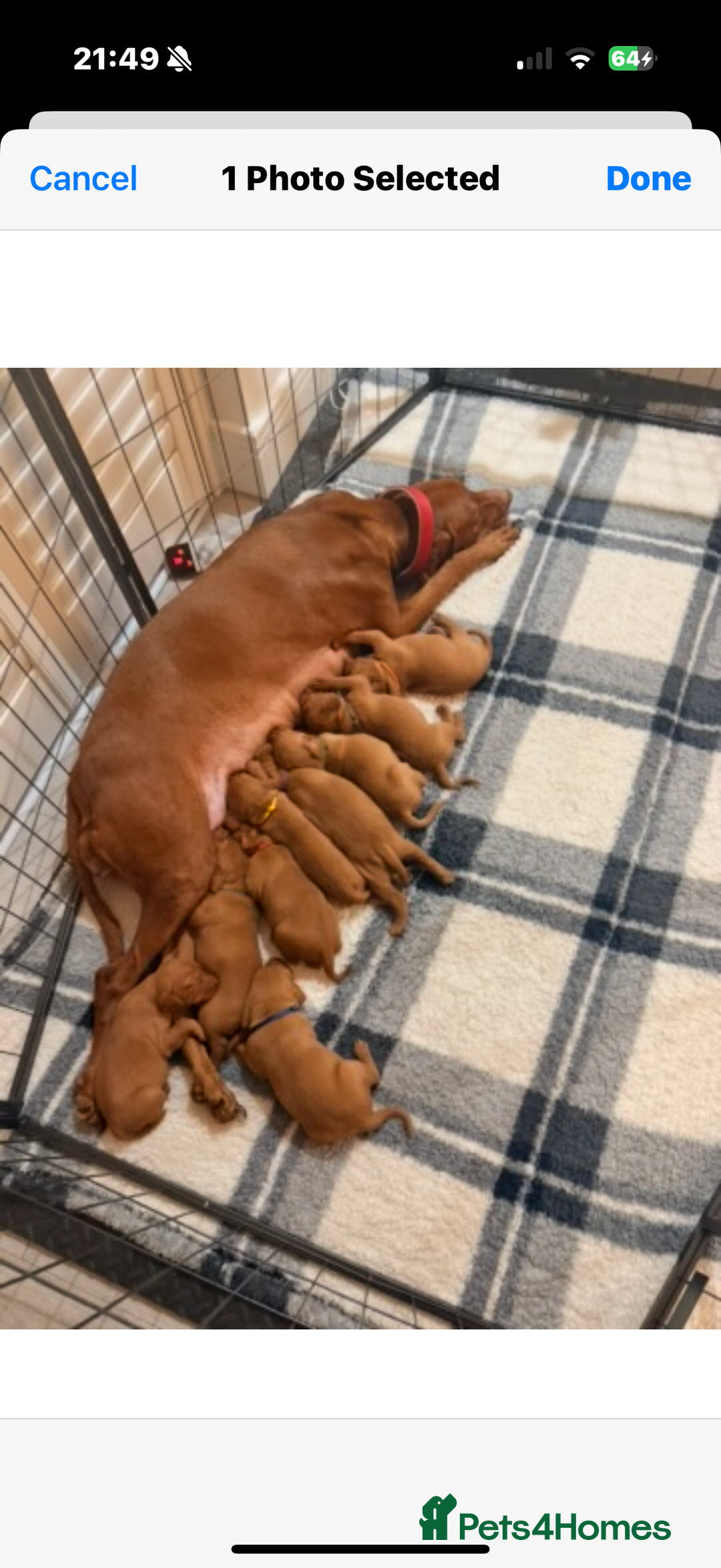 Hungarian Vizsla dogs for sale: Hungarian Vizsla Puppies – Prime Pedigree - Advert 11