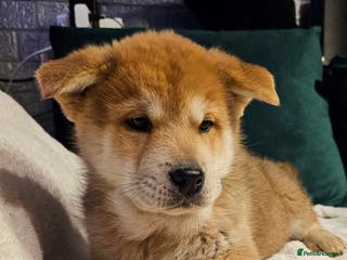 Mixed Breed dogs Chowsky puppies ready to go chow x siberian husky - Advert 6