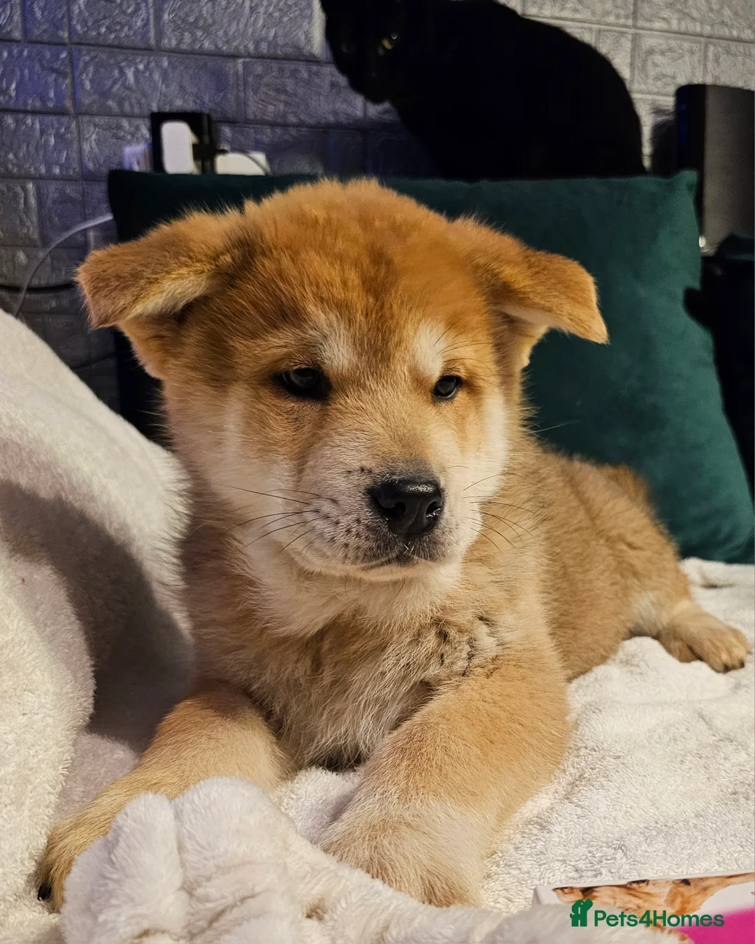 Mixed Breed dogs for sale: Chowsky puppies waiting list open - Advert 1