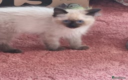 Ragcoon cats for sale: Ragcoon kittens for sale  - Image 5
