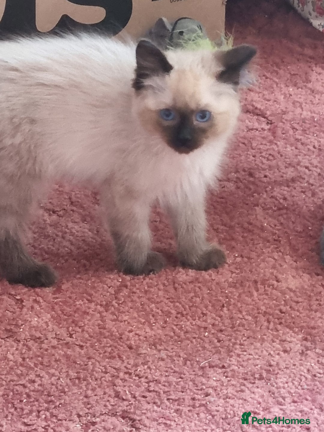 Ragcoon cats for sale: Ragcoon kittens for sale  - Image 5