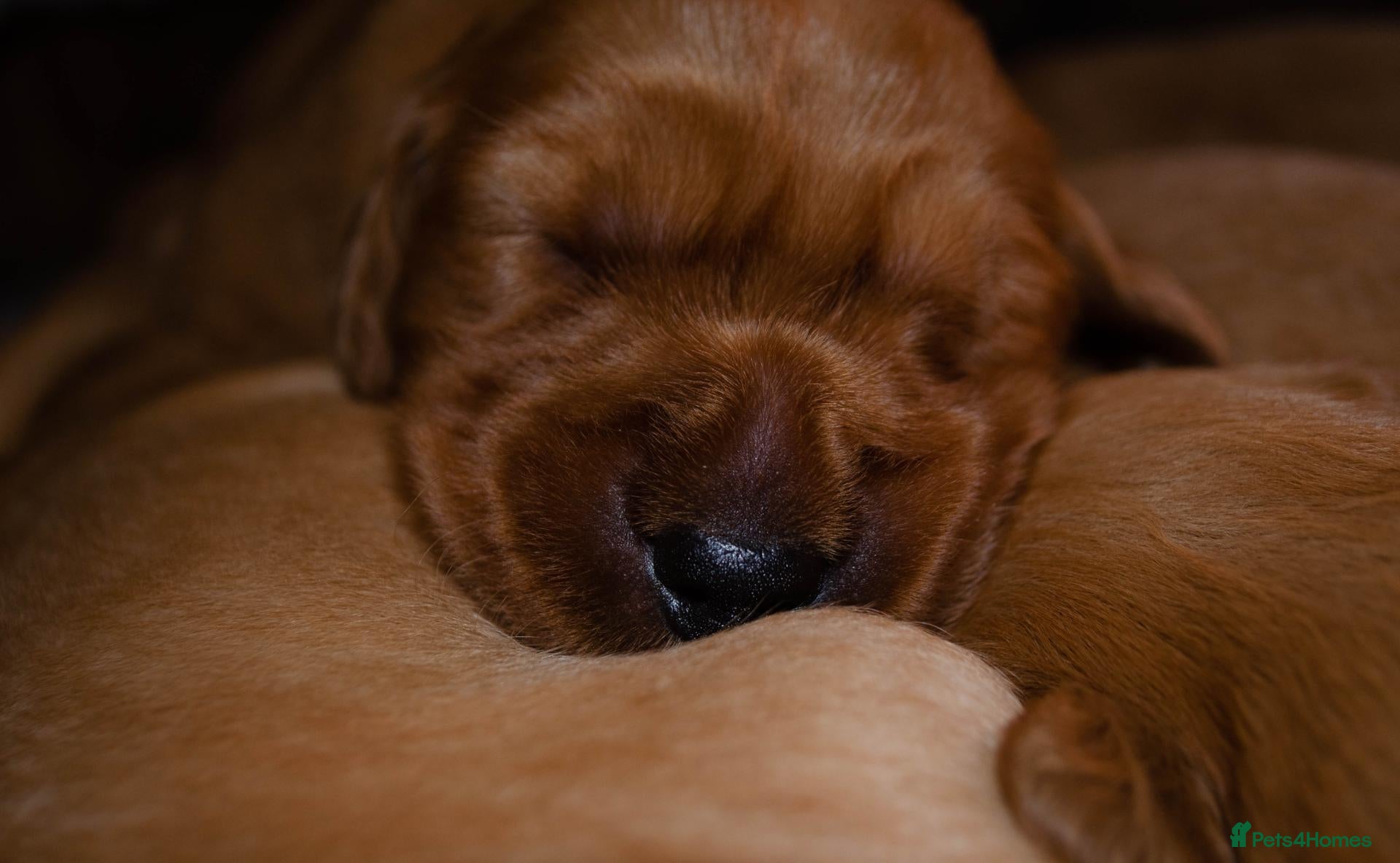 Golden Retriever dogs 𝑫𝒂𝒓𝒌 𝑹𝒆𝒕𝒓𝒊𝒆𝒗𝒆𝒓 𝑷𝒖𝒑𝒑𝒊𝒆𝒔 - Advert 1