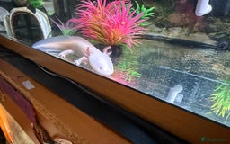 Axolotl reptiles for sale: 3 year old Axolotl with FULL SET UP  - Image 9