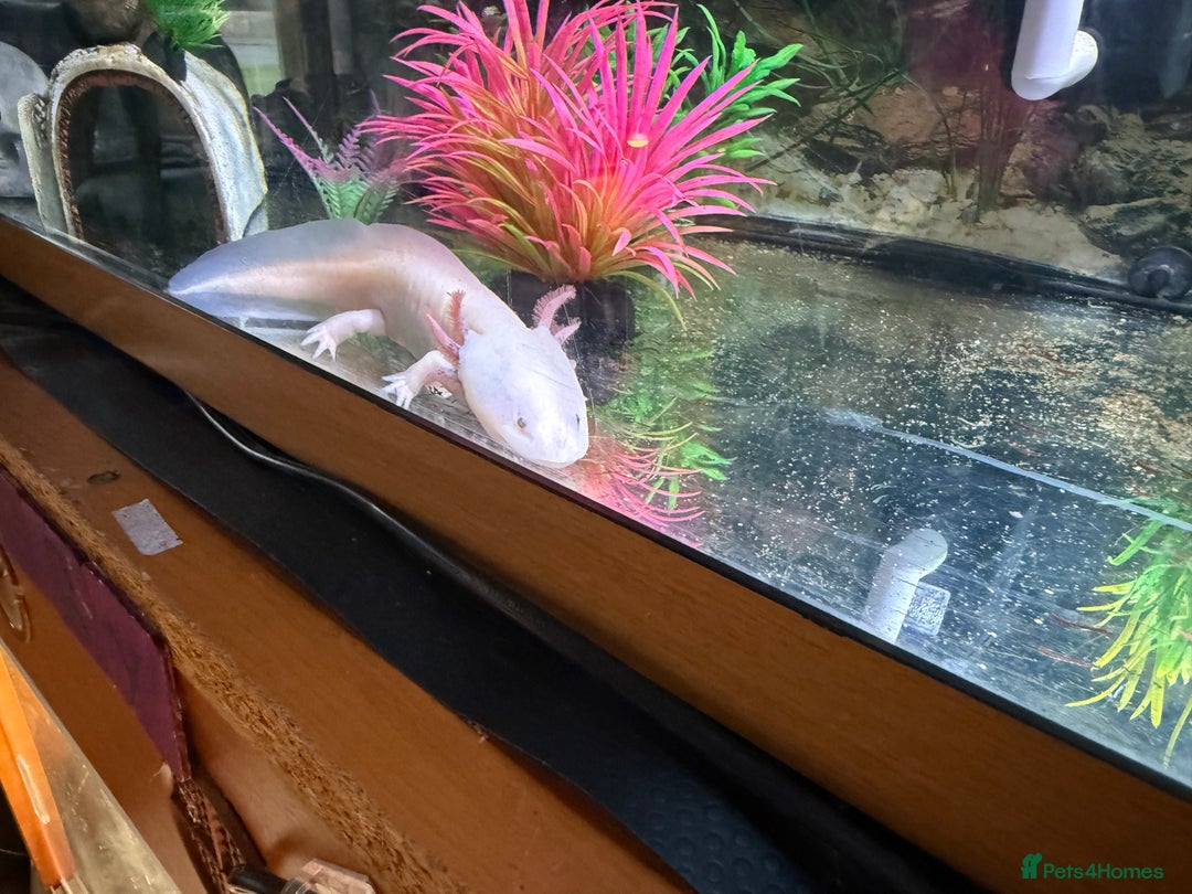 Axolotl reptiles for sale: 3 year old Axolotl with FULL SET UP  - Image 9