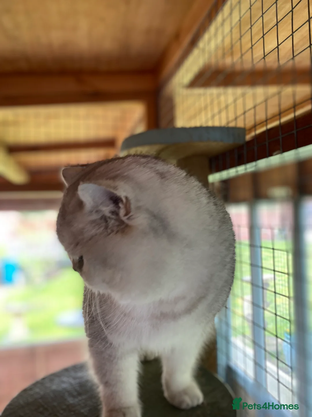 British Shorthair cats for sale: British Shorthair Silver Tipped Male - Advert 4