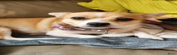 Pomchi dogs for sale: Male Pomchi  - Advert 7