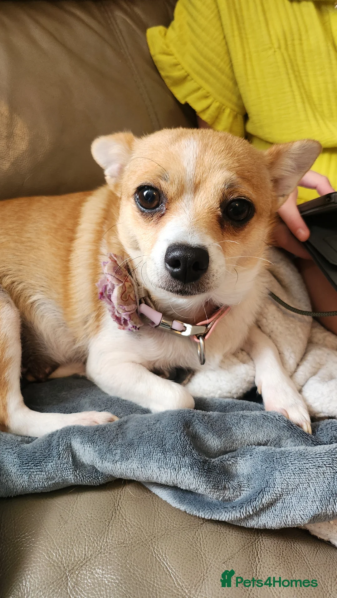 Pomchi dogs for sale: Male Pomchi  - Advert 7