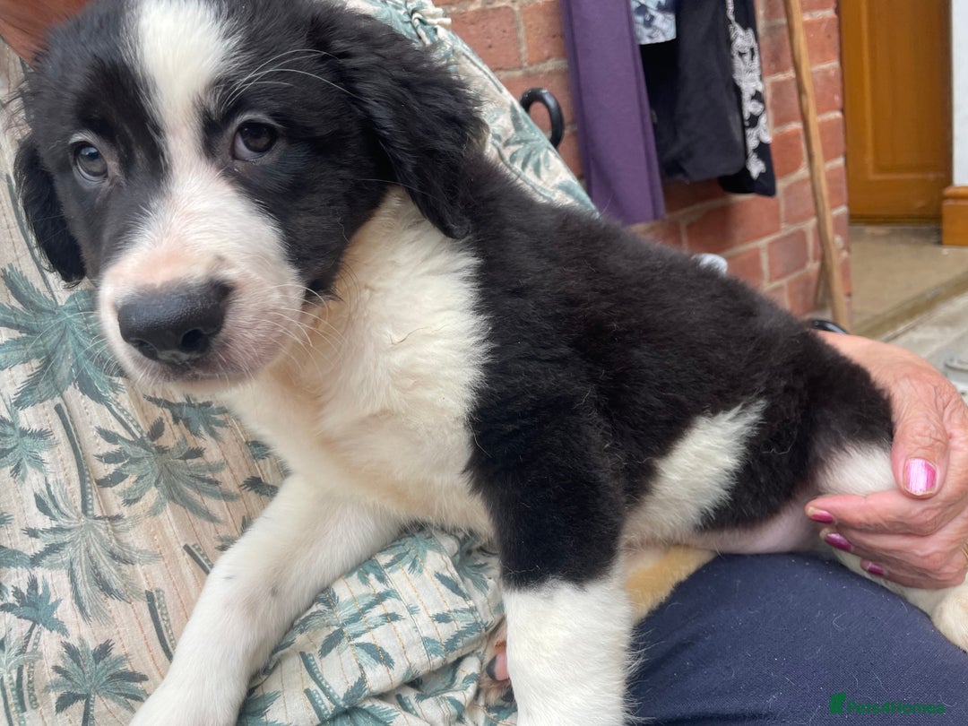 Mixed Breed dogs for sale: Staff collie cross puppies  - Image 10