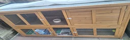 Mini Lop rabbits for sale: Gorgeous Friendly Bonded Mini Lops with New Hutch in Dartford - Advert 7