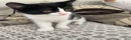 Mixed Breed cats for sale: Two beautiful black & white female kittens - Advert 19