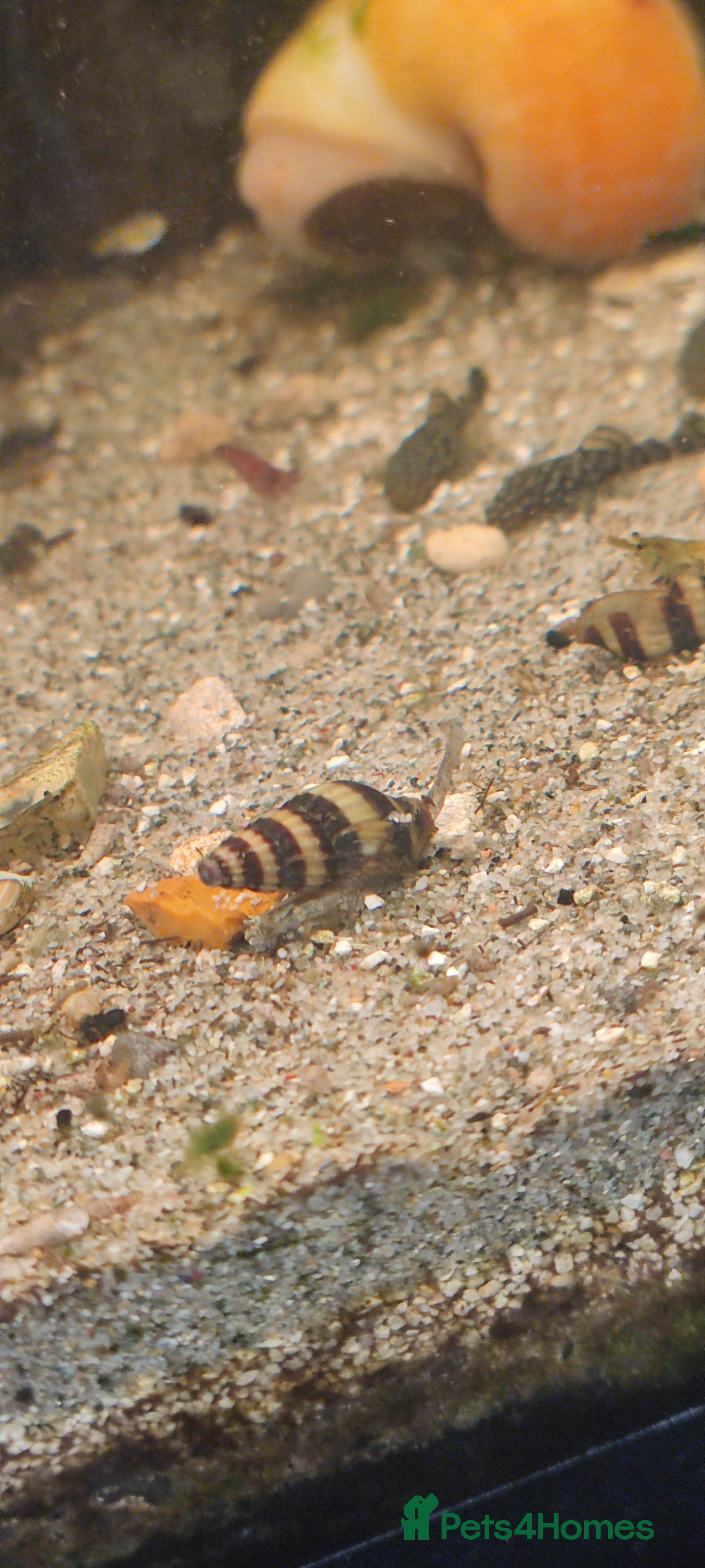 Other/Mixed Breed fish Assassin snails for sale 6 for £10 - Advert 23