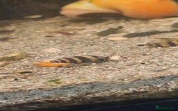 Other/Mixed Breed fish for sale: Assassin snails for sale £2 each or three for £5 - Image 1