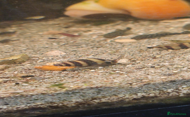 Other/Mixed Breed fish - Advert 2