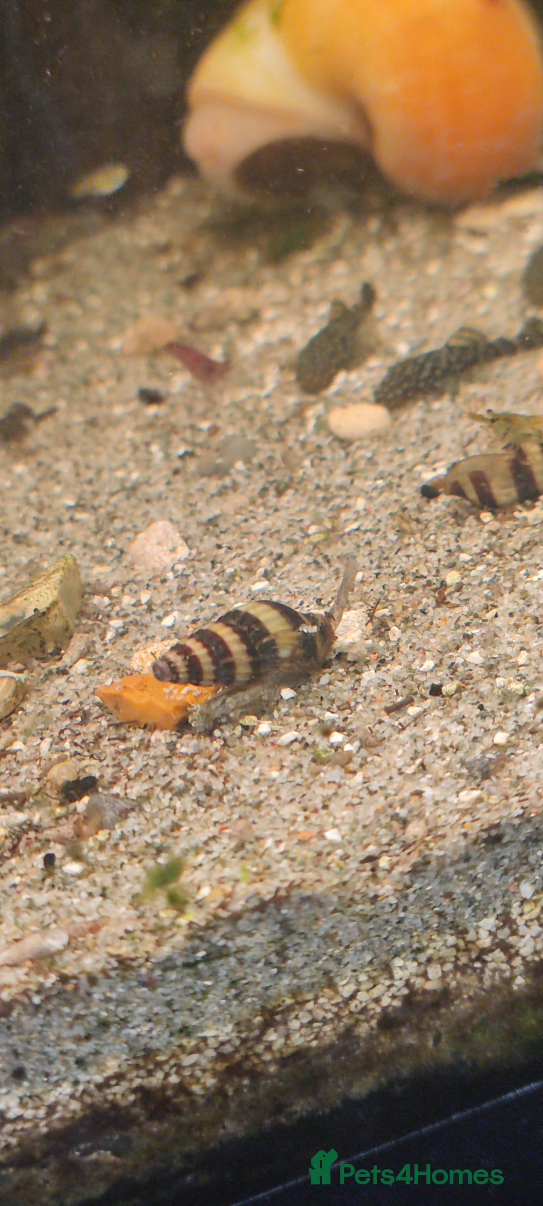 Other/Mixed Breed fish for sale: Assassin snails for sale £2 each or three for £5 - Image 1