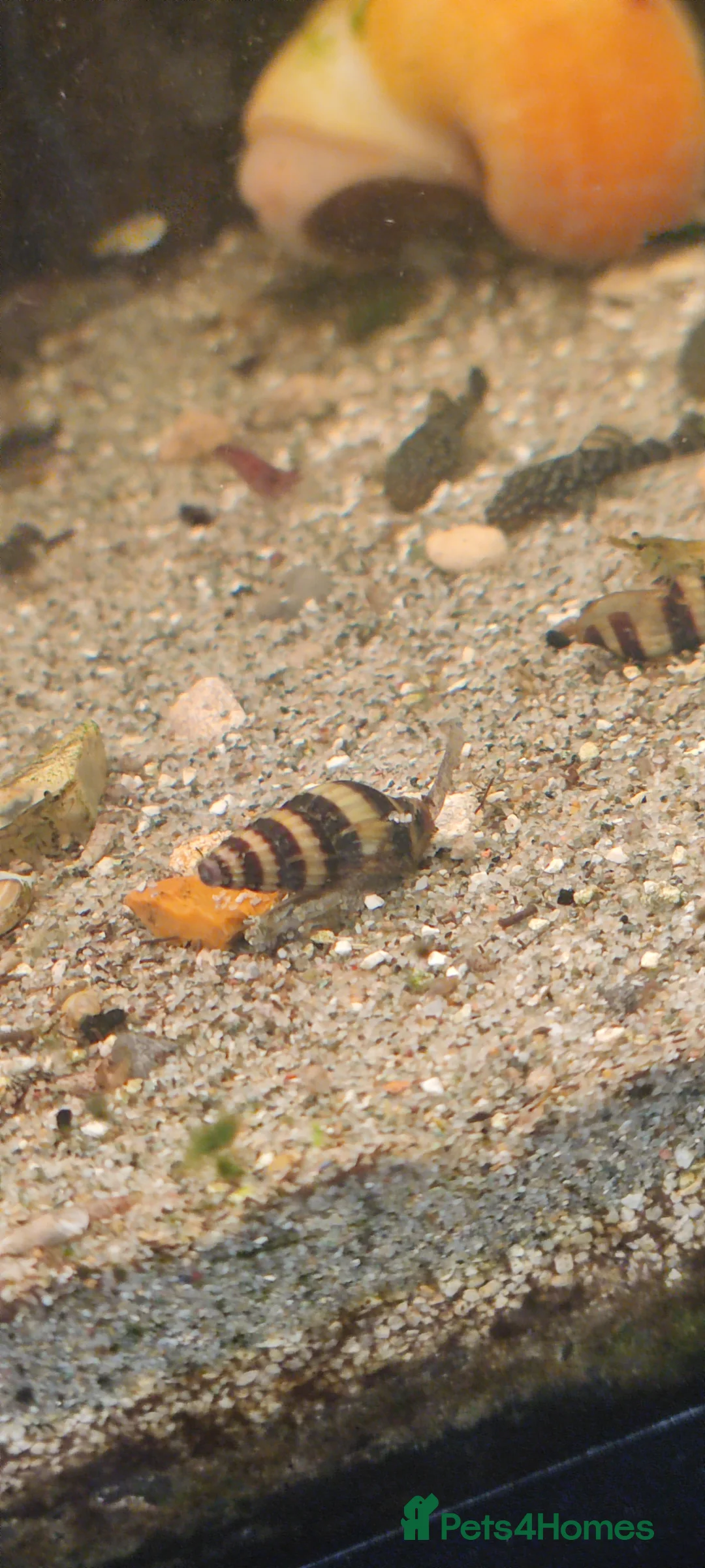 Other/Mixed Breed fish for sale: Assassin snails for sale 6 for £10 - Advert 1