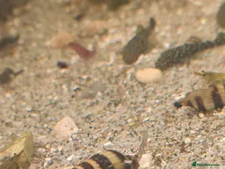 Other/Mixed Breed fish Assassin snails for sale 6 for £10 - Advert 5
