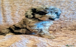 Cockapoo dogs for sale: Beautiful F1b cockapoo puppies - Advert 22