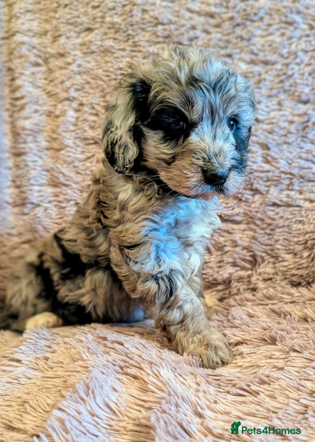 Cockapoo dogs for sale: Beautiful F1b cockapoo puppies - Advert 22