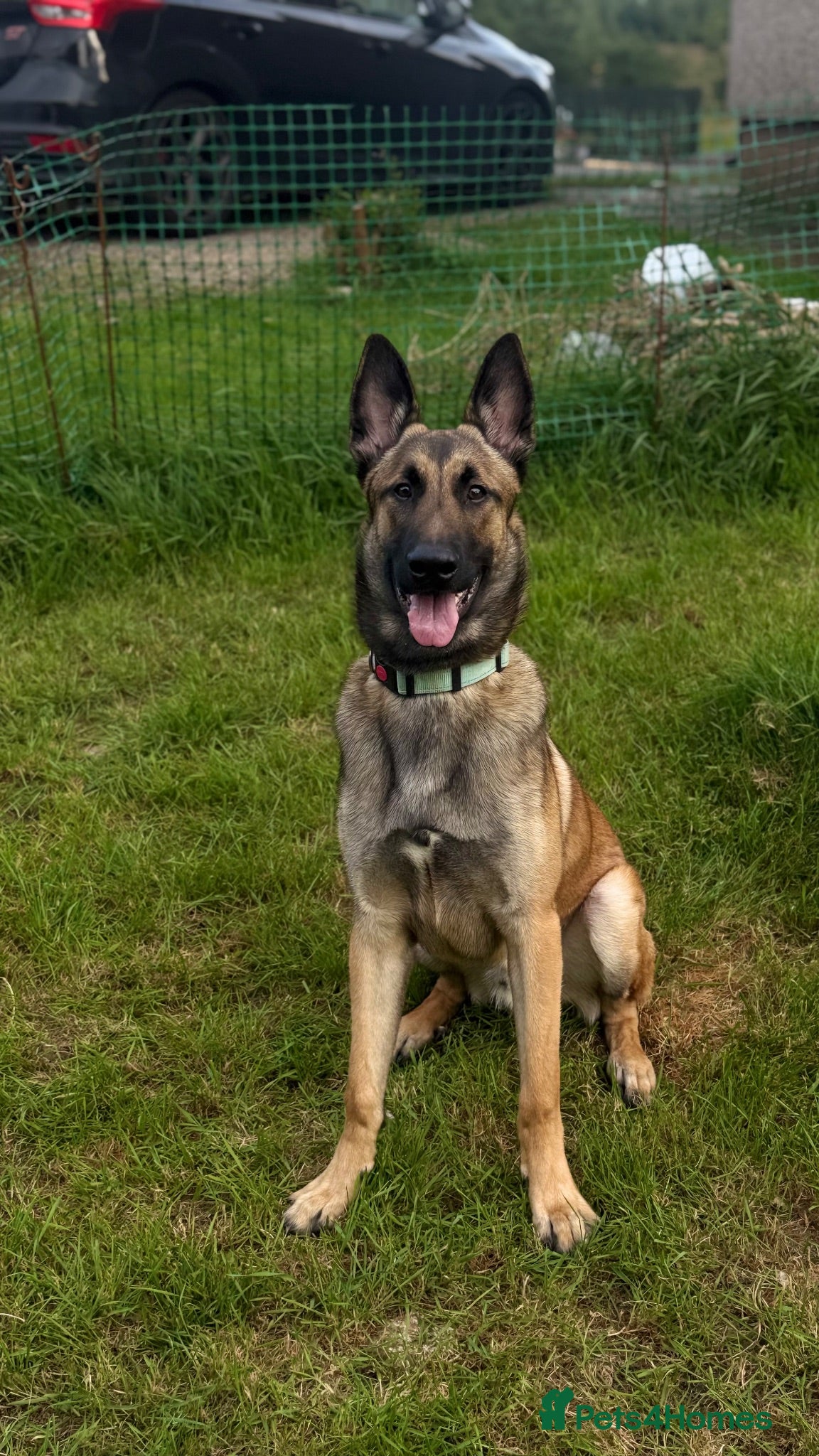 Belgian Shepherd Dog dogs 8 month mali - Advert 3