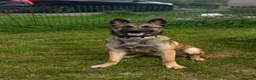 Belgian Shepherd Dog dogs for sale: 8 month mali in Beith - Advert 1