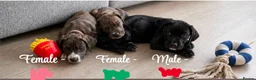 Mixed Breed dogs for sale: Cane Corso-Springer spaniel mix - Advert 4